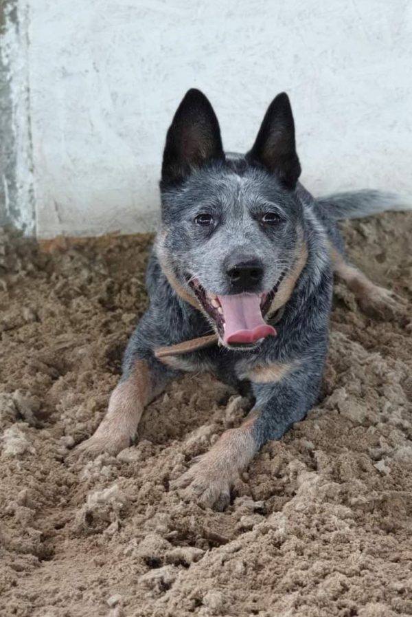 Australian cattle dog for animal casting in movie or commercial