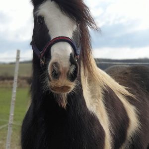 Brown pony for movie or commercial as animal casting