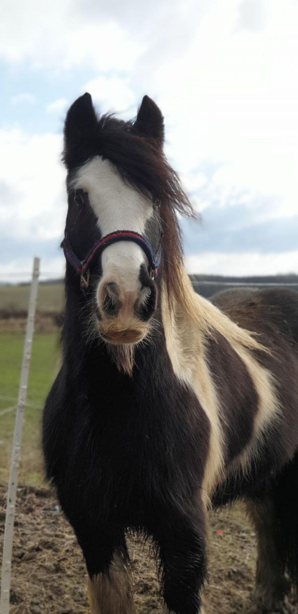 Brown pony for movie or commercial as animal casting