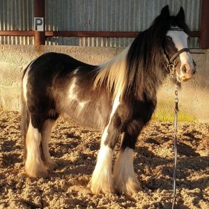 white-brown pony for movie or commercial as animal casting