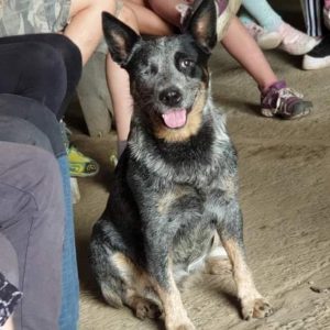 One eyed Dingo mixed dog for animal casting in movie or commercial