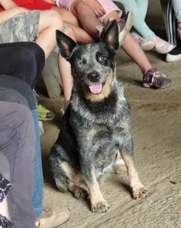 One eyed Dingo mixed dog for animal casting in movie or commercial