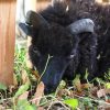 black ram for movie or commercial as animal casting