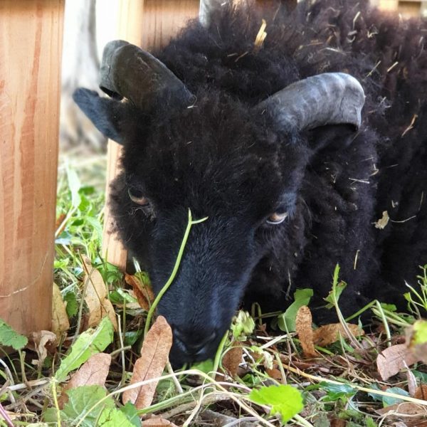black ram for movie or commercial as animal casting