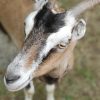goat as animal casting for movie or commercial