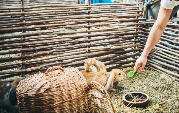 hares for animal casting in movie or commercial