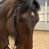 brown horse with training for movie or commercial as animal casting