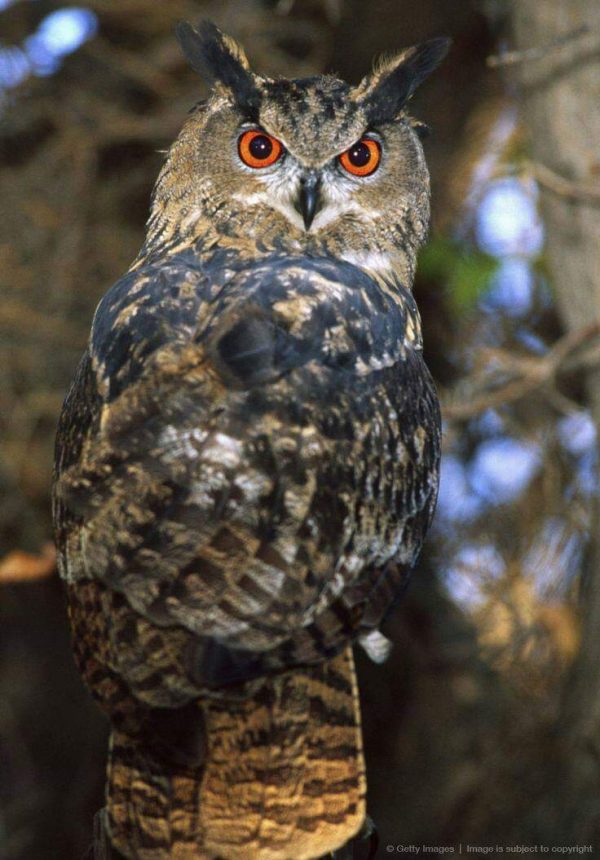 trained owl for animal casting in movie or commercial
