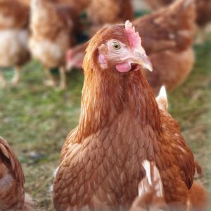 hens for animal casting in movie or commercial