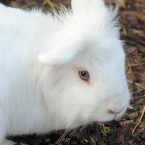 white hare for animal casting in movie or commercial